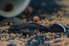 L181 Peppermint Bushynose Pleco