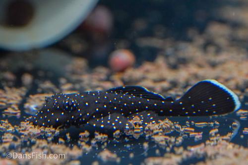L181 Peppermint Bushynose Pleco