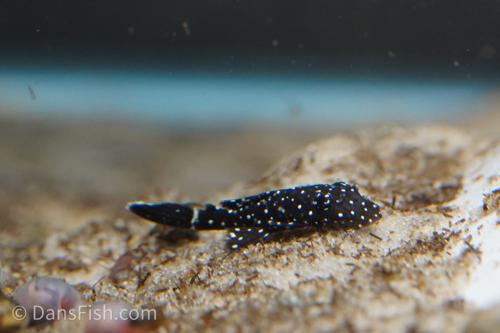 L183 Starlight Bushynose Pleco