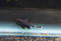 L183 Starlight Bushynose Pleco