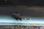 L183 Starlight Bushynose Pleco