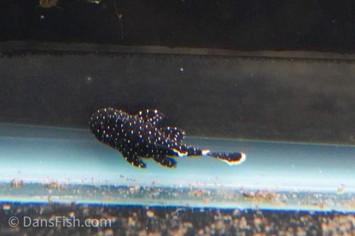 L183 Starlight Bushynose Pleco