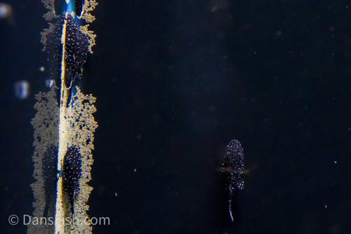 L183 Starlight Bushynose Pleco