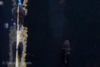 L183 Starlight Bushynose Pleco