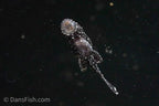 L183 Starlight Bushynose Pleco