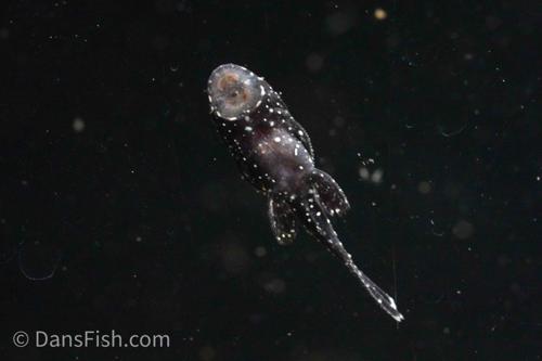 L183 Starlight Bushynose Pleco