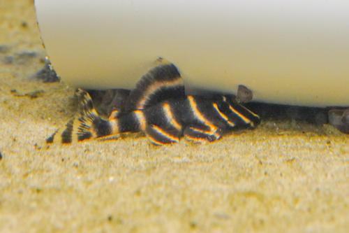 L204 Flash Pleco