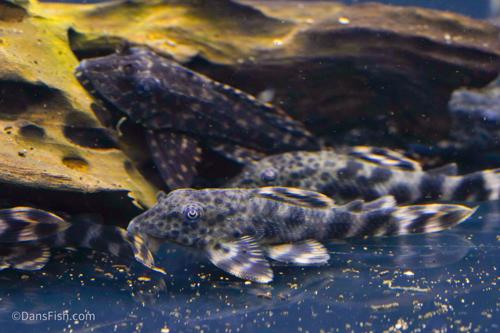 L205 Andes Tiger Pleco