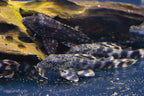 L205 Andes Tiger Pleco