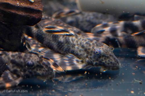 L205 Andes Tiger Pleco
