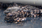 L205 Andes Tiger Pleco
