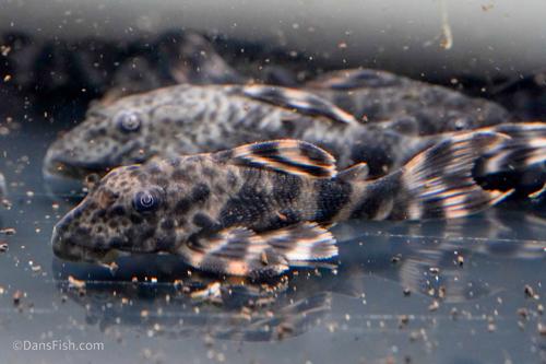 L205 Andes Tiger Pleco