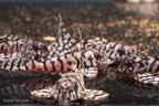 L236 Super White Pleco RB Line - The Holy Grail!
