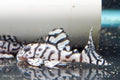 L236 Super White Pleco RB Line - The Holy Grail!