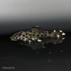 L264 Sultan Pleco