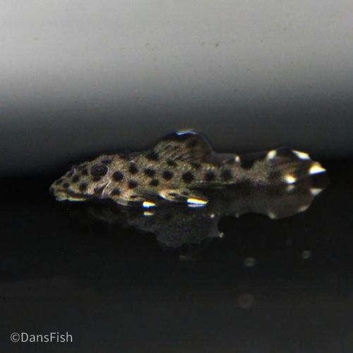 L264 Sultan Pleco