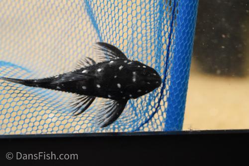 L280 Dwarf Spiny Pleco