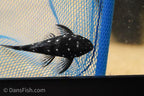 L280 Dwarf Spiny Pleco