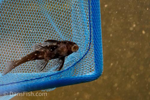 L280 Dwarf Spiny Pleco