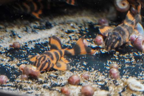 L306 Blood Red Tiger Pleco