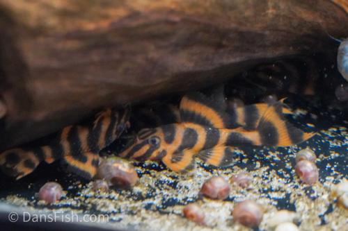 L306 Blood Red Tiger Pleco