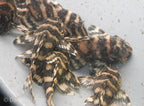 L401 Royal King Alenquer Pleco "Rio Curua"