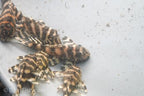 L401 Royal King Alenquer Pleco "Rio Curua"