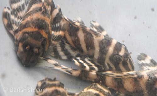 L401 Royal King Alenquer Pleco "Rio Curua"