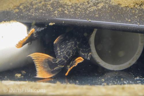 L427 Jatupu Leopard Cactus Pleco