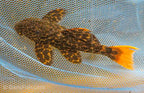 L427 Jatupu Leopard Cactus Pleco