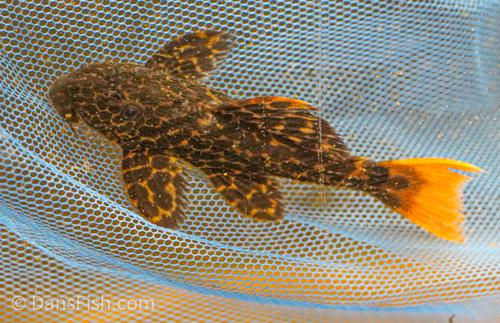 L427 Jatupu Leopard Cactus Pleco