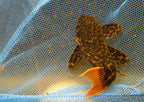 L427 Jatupu Leopard Cactus Pleco