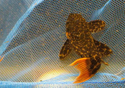 L427 Jatupu Leopard Cactus Pleco