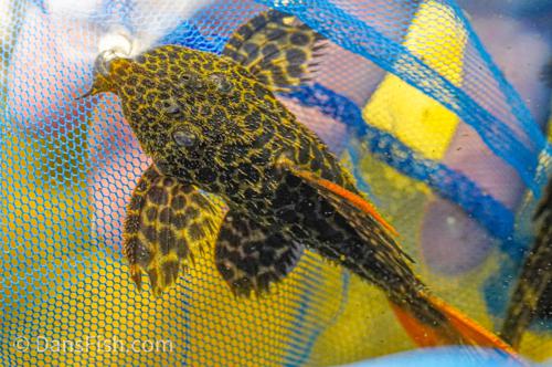 L427 Jatupu Leopard Cactus Pleco