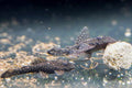 L486 Rio Caura Bushynose Pleco