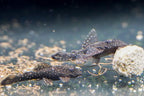 L486 Rio Caura Bushynose Pleco