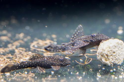 L486 Rio Caura Bushynose Pleco