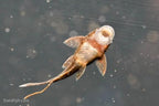 L486 Rio Caura Bushynose Pleco