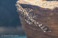 L519 Honeycomb Bushynose Pleco 'Rio Itenez'