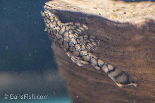 L519 Honeycomb Bushynose Pleco 'Rio Itenez'