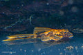 LDA016 Longfin Orange Calico Bushynose Pleco