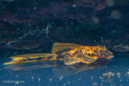 LDA016 Longfin Orange Calico Bushynose Pleco