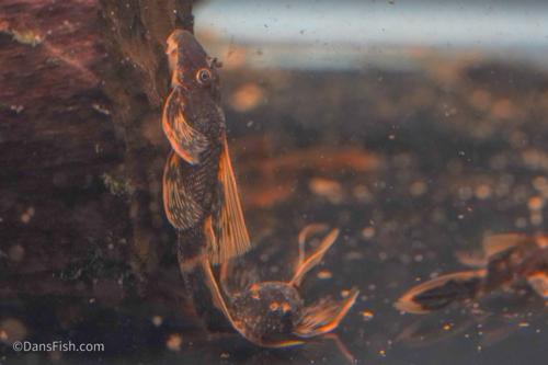 LDA016 Longfin Orange Calico Bushynose Pleco