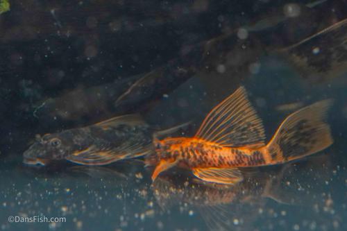 LDA016 Longfin Orange Calico Bushynose Pleco