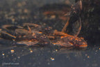 LDA016 Longfin Orange Calico Bushynose Pleco