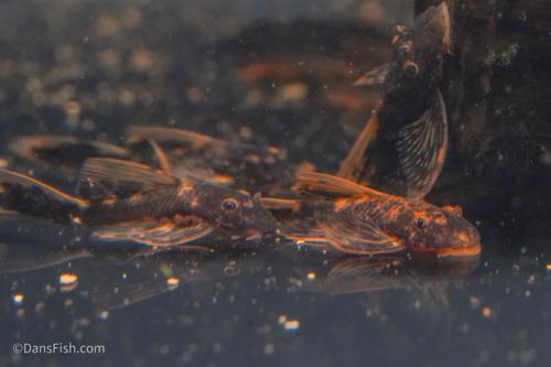 LDA016 Longfin Orange Calico Bushynose Pleco