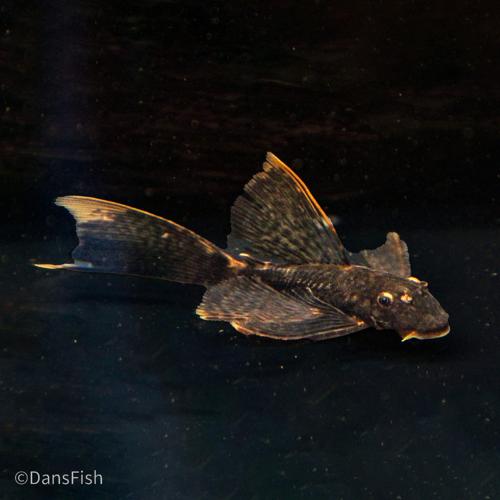 LDA016 Longfin Orange Calico Bushynose Pleco