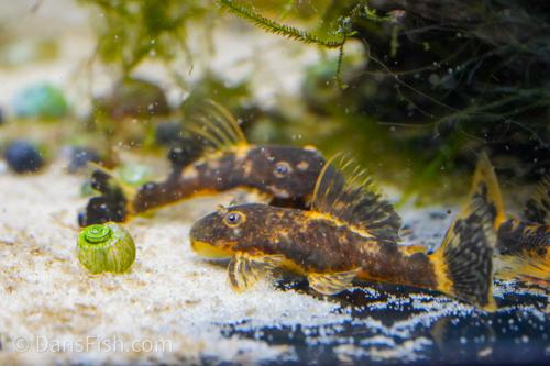 LDA016 Orange Calico Bushynose Pleco