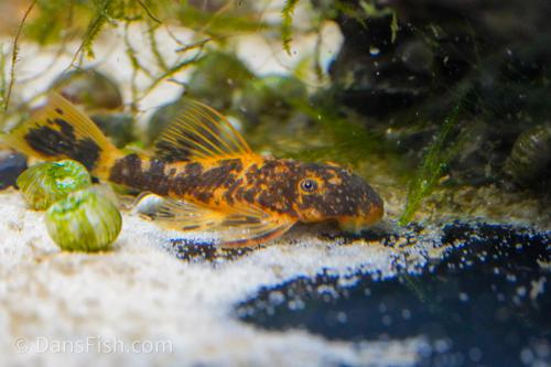LDA016 Orange Calico Bushynose Pleco