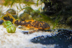 LDA016 Orange Calico Bushynose Pleco